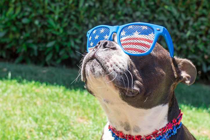 Summer Pet Safety Tips